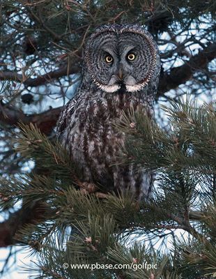 Great Gray Owl (Spring 2023)