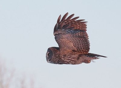 Great Gray Owl during sunset