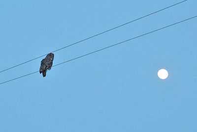 Great gray owl and moon