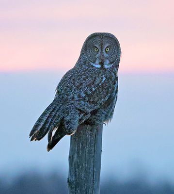 Sunset Owl
