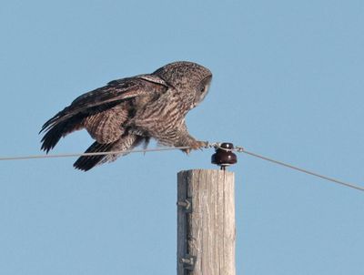 Tight-rope Walker