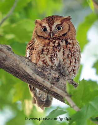 Red morph screech owl