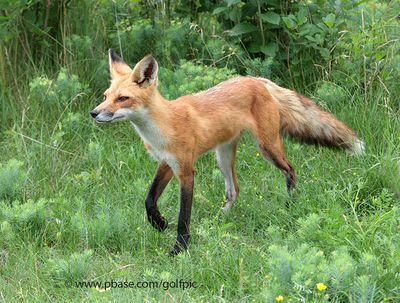 Red Fox in Ottawa