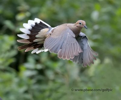 Mourning Dove in Flight