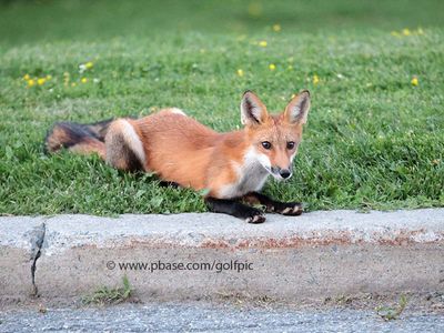 Curbside Fox