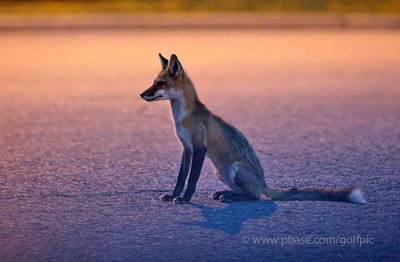 Adult fox by street lamp