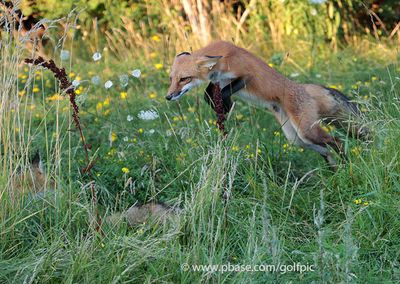 Fox jump