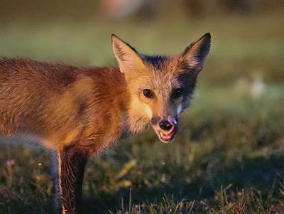 Red Fox at ISO 204,800