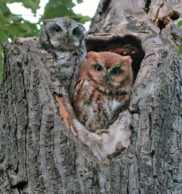 Red and gray screech owl pair