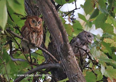 Red and gray morph screech owls roosting together. 
