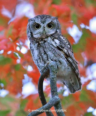 Owl and Fall colours