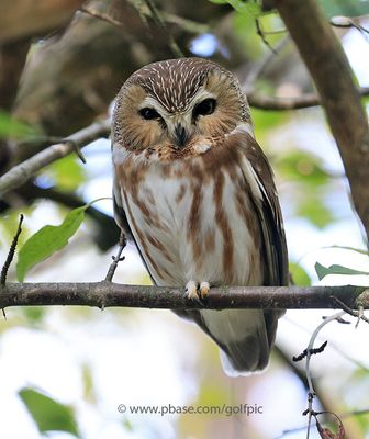 Northern Saw-whet Owl in November