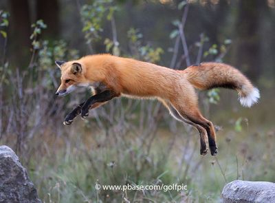 Leaping Fox