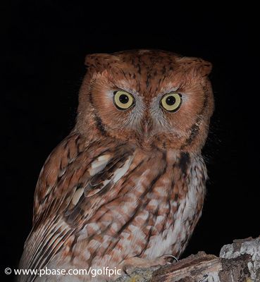 Eastern Screech Owl in Ottawa