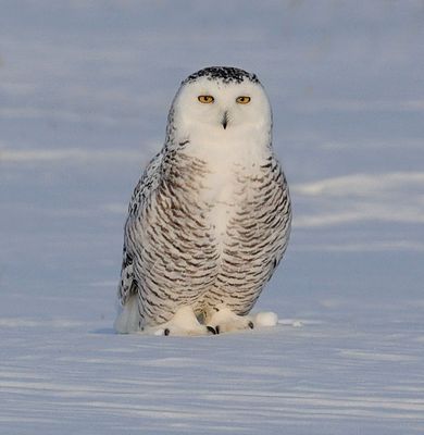 Snowy Owl in Ottawa