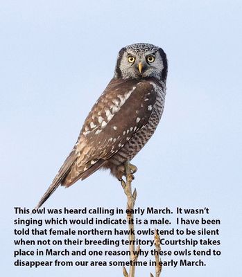 Northern Hawk Owl 