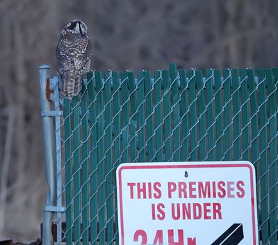 Beware of Owl