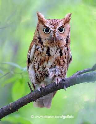 Red morph eastern screech owl