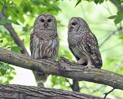 Mom and Dad owl