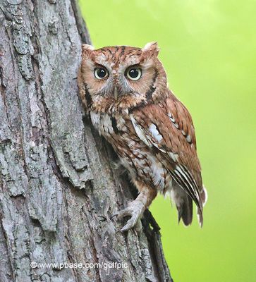 Tree hugger 2