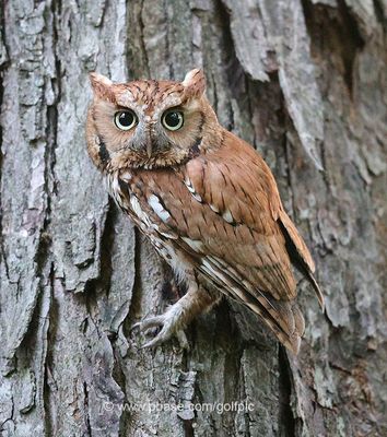Tree Hugger 1