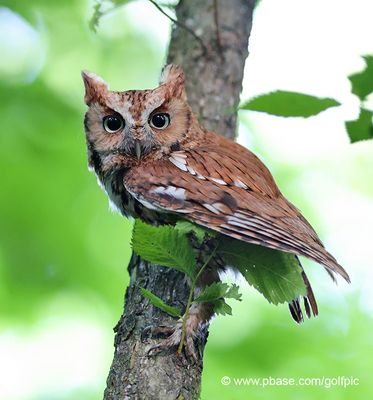 Red screech owl
