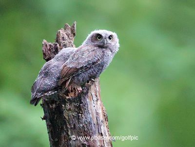 Two owlets
