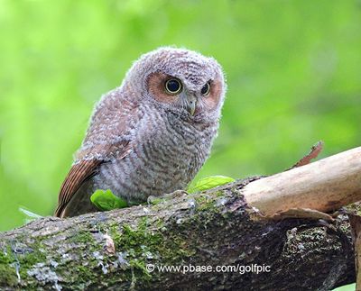 Eastern screech owlet
