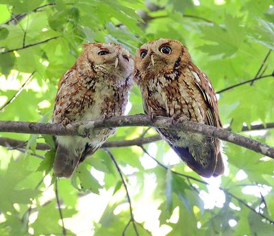 Mom and Dad screech owl
