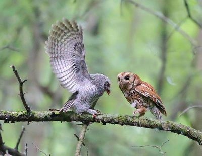 Feeding Time