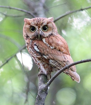 Red Morph screech owl