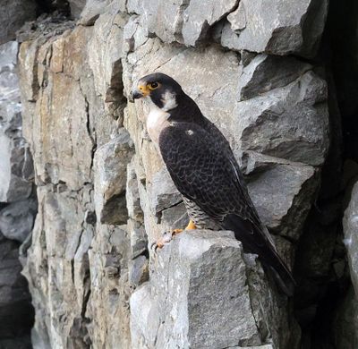 Peregrine Falcon