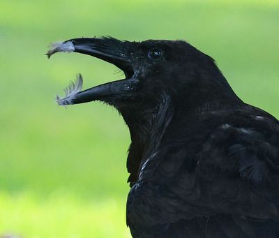 The Raven