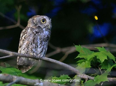 A firefly lights up to the top right of the screech owl.