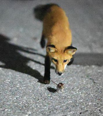 Fox and the deer mouse
