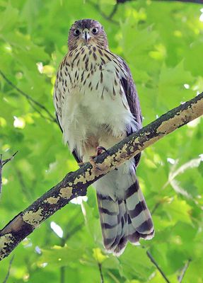 Cooper's Hawk