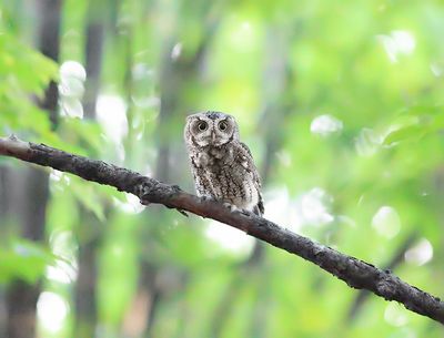 Screech Owl at ISO 204,000