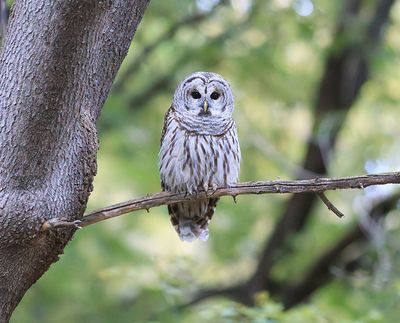 Barred Owl