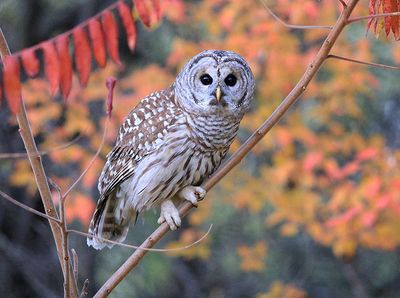 Barred Owl