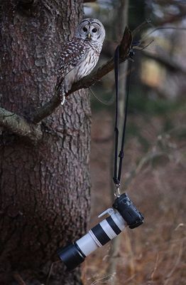 Owl Photography
