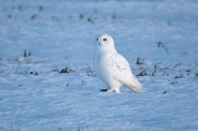 1 of 4 snowy owls in same area