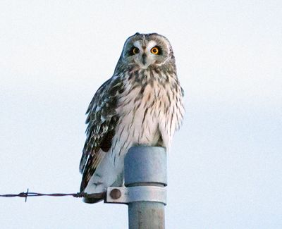 Short-eared owl in the dark
