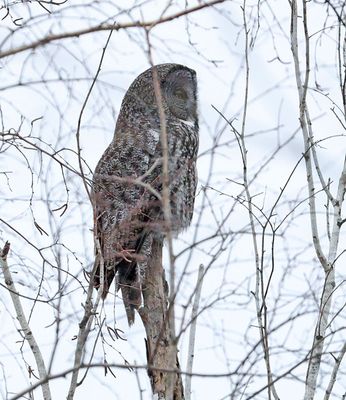 Great Gray Owl in Ottawa