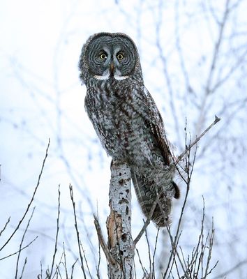 Female Great Gray Owl