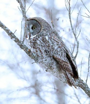 Male Great Gray Owl