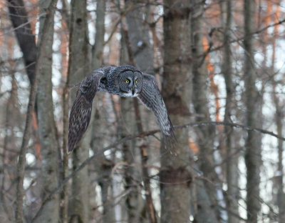 Thru the woodland