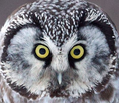 Boreal Owl