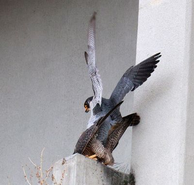 A pair of peregrine falcons