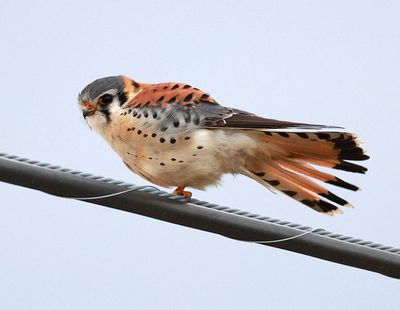 Kestrel