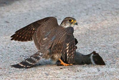 Merlin with European Starling